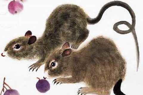 豬的本命鼠結婚好嗎,屬豬本命年結婚可以嗎