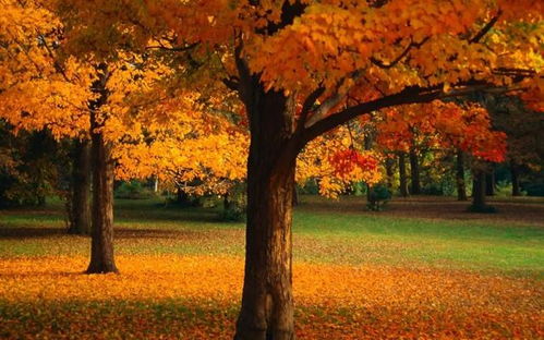 戊戌平地木命什麼意思,戊戌平地木的命是什麼意思