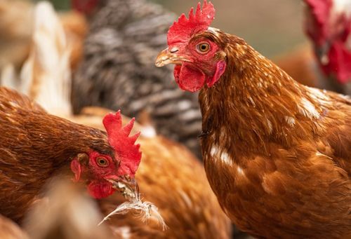 屬雞是什麼土豪命,是什麼五行和什麼