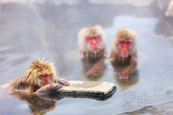 688月的女猴是什麼命,生於68年農歷八月初五生在午時屬猴人的命運