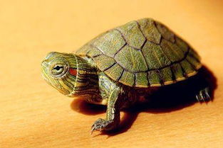 家養烏龜放生風水禁忌,烏龜放生有什麼講究