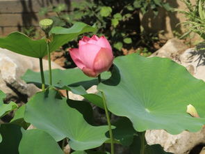 庭院荷花缸風水禁忌,庭院蓮花水缸擺放風水