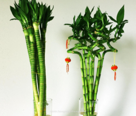 辦公室竹子風水禁忌,辦公室里能不能放竹子?