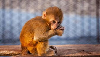 男性猴與什麼屬相相配,猴男和什麼屬相配