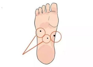 腳多命長是什麼動物,世界上腳最多動物是什麼