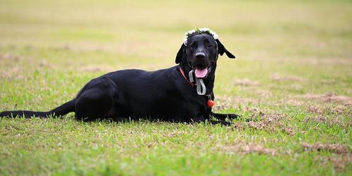 本命夢見黑狗丟了,夢見狗丟了寓意什麼