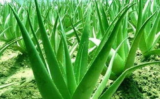 陽台種植蘆薈風水禁忌,盆栽蘆薈對家居風水有影響嗎?