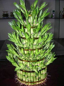 富貴竹適合風水布局嗎,富貴竹風水上如何擺放