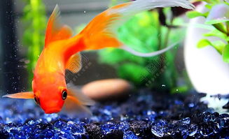 命里帶金魚庫是什麼意思,八字中的四庫是指什麼呀