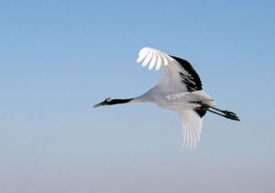 展翅翱翔什麼意思,展翅翱翔是什麼意思