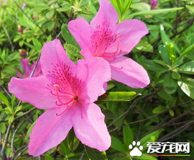 種杜鵑花的風水禁忌,杜鵑花擺放禁忌是什麼?