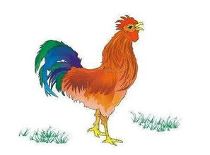 2017的屬雞的是什麼命,2017年屬雞是什麼命