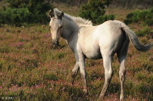 66出生的馬什麼命,1966年出生屬什麼
