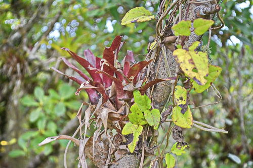 椿是什麼意思,椿與春的區別意義是什麼?
