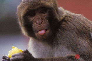 男猴婚配最佳屬相,男猴的最佳婚配是什麼屬象