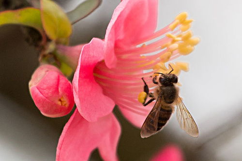 命犯紅艷是什麼預兆,紅艷是什麼意思我是男的最近無疑中碰見一個人說我命中有紅艷而且還