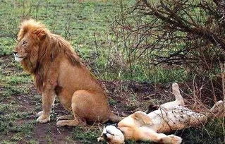 動物如何交配,動物怎麼繁殖