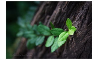 華什麼什麼實,成語什麼華什麼實