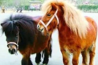 屬馬和那個屬相配,屬馬的和什麼屬性的人最配