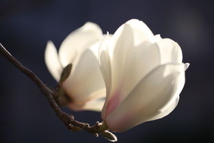 白玉蘭風水作用禁忌,白蘭花的風水作用是什麼?