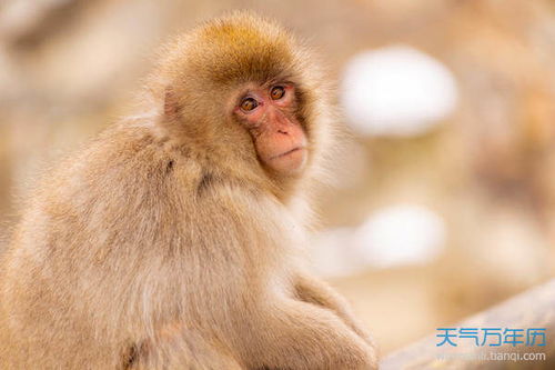 猴跟什麼屬相犯沖,猴和什麼生肖相沖