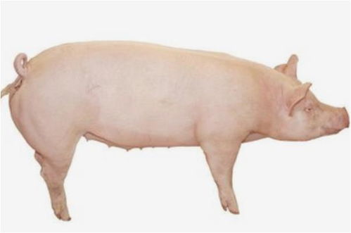 71豬二月生什麼命,1971二月出生豬男配什麼屬相好