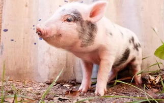 屬豬2022本命戴什麼生肖,本命年戴什麼生肖(會有好運)