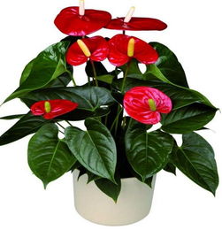 紅掌風水擺放禁忌,紅掌擺在家裡風水好嗎?