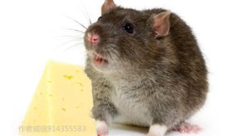 為什麼會早命不好,本命年當年好不好呢?