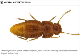 什麼甲蟲的命能活好久,這是什麼蟲子