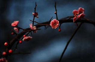 茶梅花有什麼風水禁忌,家裡種茶花對風水有什麼影響