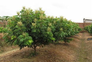 種龍眼樹風水禁忌,龍眼樹長到家門會影響風水嗎