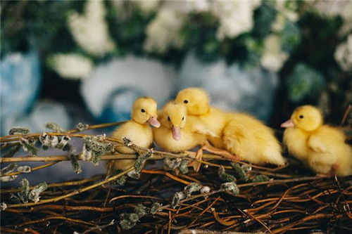 本命人夢到買小雞苗,夢見去無人售貨店?