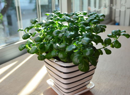 廚房植物風水禁忌,廚房的植物風水有什麼禁忌