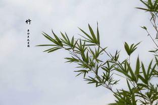 竹子的象徵意義,竹子寓意代表什麼?