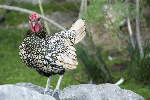 雞適合的屬相婚配,屬雞的和什麼屬相最配