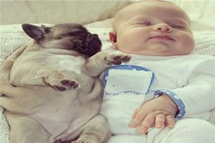 狗寶寶跟哪個屬相相剋,狗年與什麼生肖相沖