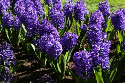 粉色風信子的花語和寓意,粉色風信子的花語是什麼?