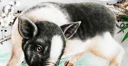 屬豬陰歷二月什麼命,屬豬忌諱幾月出生