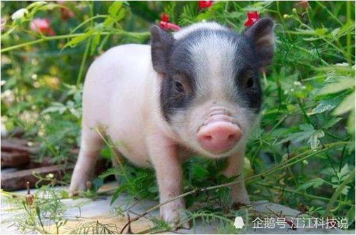 71金豬命里缺什麼,71年6月20日寅時金豬缺什麼?