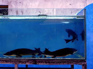 教室養魚風水禁忌,辦公室養魚風水的禁忌有什麼?