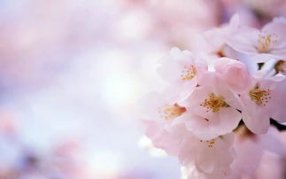 本命戴什麼東西能走桃花運,屬兔本命年帶什麼好?帶那些飾品可以助桃花運?