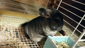 為什麼要拼了命的吃芒果,漸漸的知道了很多東西可遇而不可求不屬於自己的何必拼了命的去在