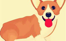 屬狗不宜配什麼屬相,屬狗的和什麼屬相最配?相剋?