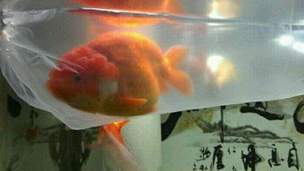 劍鋒金命應該養什麼魚,我是92年,屬劍鋒金的,想在卧室養魚,應該養幾條?什麼顏色?放哪