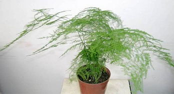 文竹風水擺放禁忌,文竹擺放風水有哪些講究