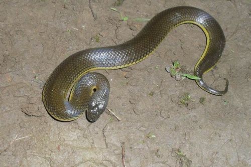 本命夢見開車遇到蛇,女子本命年夢見被蛇咬