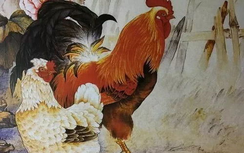 50屬雞歲是什麼土命人,屬雞人50歲有災?