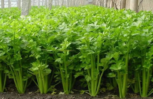 春天適合種什麼菜,春季適合種什麼?