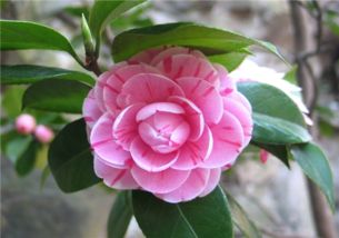 種茶花的風水禁忌,為什麼院子里忌諱種茶花?
